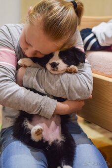 Border Kólia s PP - plánovaný vrh - šteniatka - 6