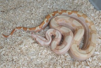 Boa imperator - Hypo Arabesque Keltic het Sharp Albino - 6