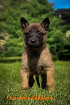 Belgický ovčiak Malinois ,,G” vrh - 6