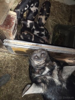 Kune kune - 6