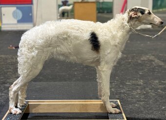 Ruský chrt Barzoj (borzoi) s PP - 6