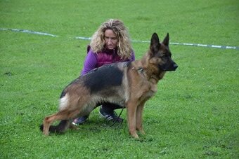 Nemecký ovčiak šteniatka - 6