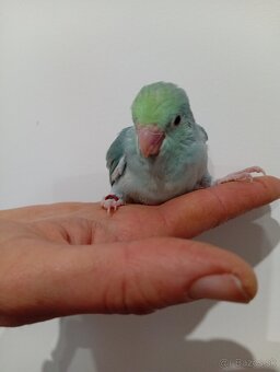 Forpus, papagájik šedokrídly - 6