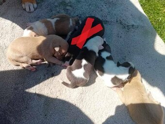 American Staffordshire terrier - 6
