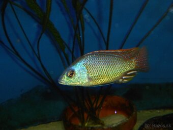 Africké cichlidy Malawi. - 6