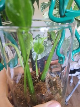Odrezky monstera thai constellation - 6