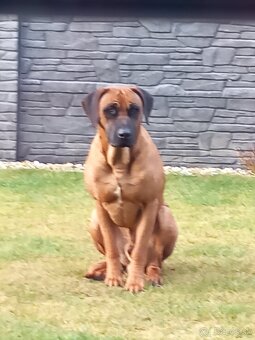 Rhodesian ridgeback - 6