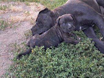 Cane Corso - 6