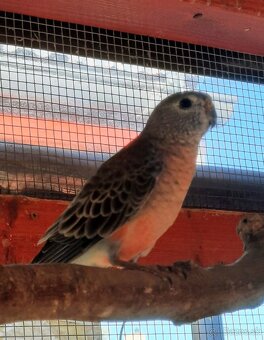 Neoféma bourkova - 6