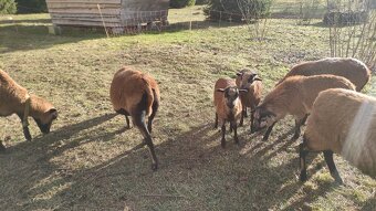 Predám kamerunské ovce - 6