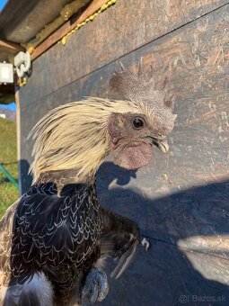 Ayam Cemani kohuti - 6