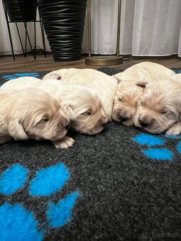 Šteniatka zlatý retriever - 6