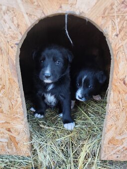 Darujem šteniatka - 6