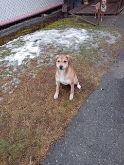 Darujem šteniatko fenku. - 6