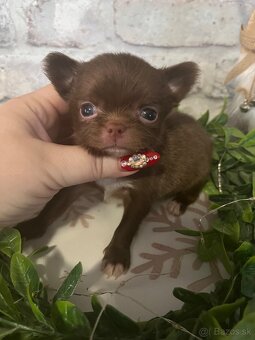 Čivava s PP FCI - 6