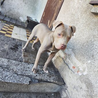 Americký pitbulterier pitbul pitbull silver lilac rare Topp - 6