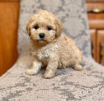 Maltipoo boys male - 6