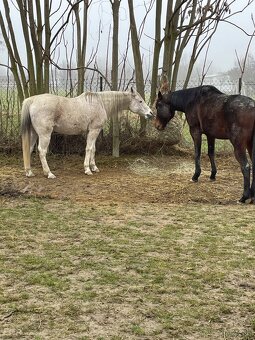 Arabsky plnokrvník - 6