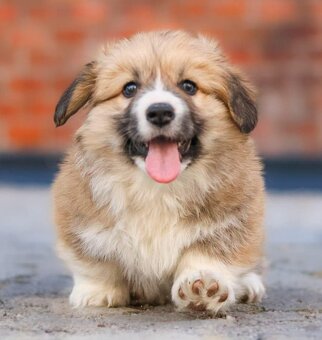 welsh corgi - 6