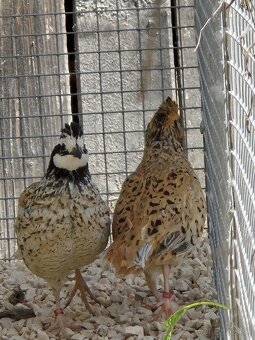 Prepelica viržinská - zlatá - 6