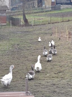 Predám tulúzske husi a gunare - 6