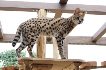Serval stepny - 6