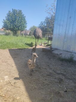 Pštros emu hnedý - 6