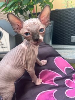 Mačička sphynx - 6