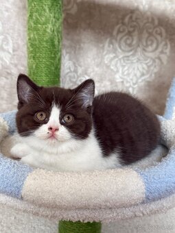 Britské mačiatka s PP - 6