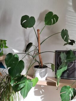 Monstera deliciosa - 6
