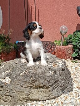 Cavalier, kavalier, cavalier king charles spaniel - 6