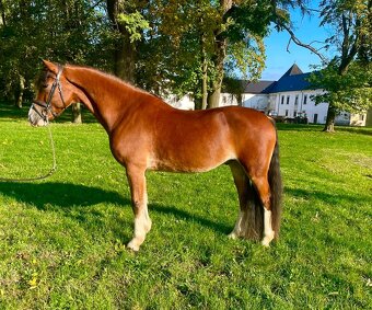 Welsh Pony D - 6
