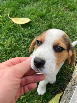 Predám šteniatko bigla. - 6