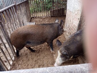 Durok prasa na zabitie 130kg - 6