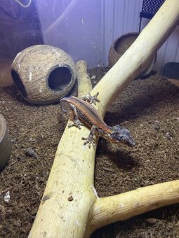 Gekón 2x + terarium - 6
