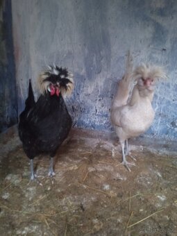 Kohút Holanďanka - 6