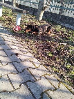 Darujem šteniatko psa - 6