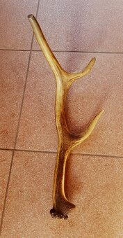 parožie TROFEJ OSEMTORAK špicer - 6
