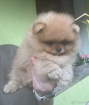 Pomeranian s pp FCI - 6