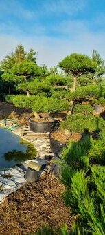 Záhradné bonsaje NIWAKI Pinus nigra - 6