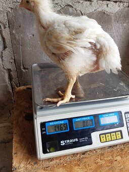 Predám brojlere - 6