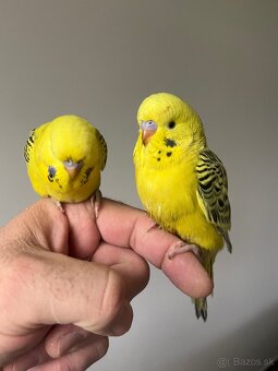 Andulka Maznačik - 6