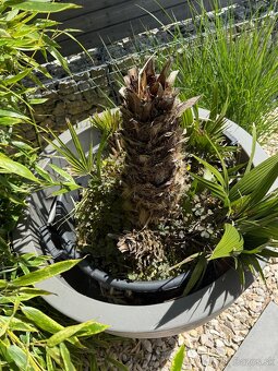 Masívny plastový kvetináč + palma - 6