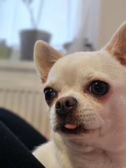 HOLÍČ / BORSKÝ MIKULÁŠ: 🐾 Ponuka na krytie – čivava Jackie - 6