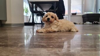 Maltipoo cavapoo Cockapoo pudel - 6