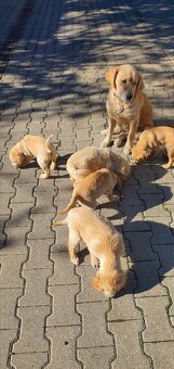 Šteniatka zlatý retriéver - 6