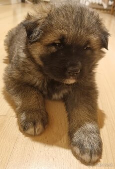 Darujem šteniatko - 6