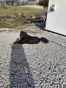 Predám rotvajlera - 6