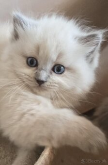 Ragdoll Cherubim - 6