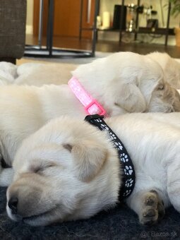 Labrador retriever - 6